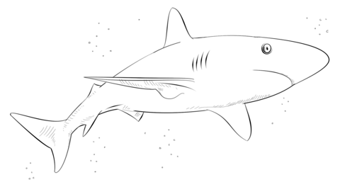 Caribbean Reef Shark Coloring Page